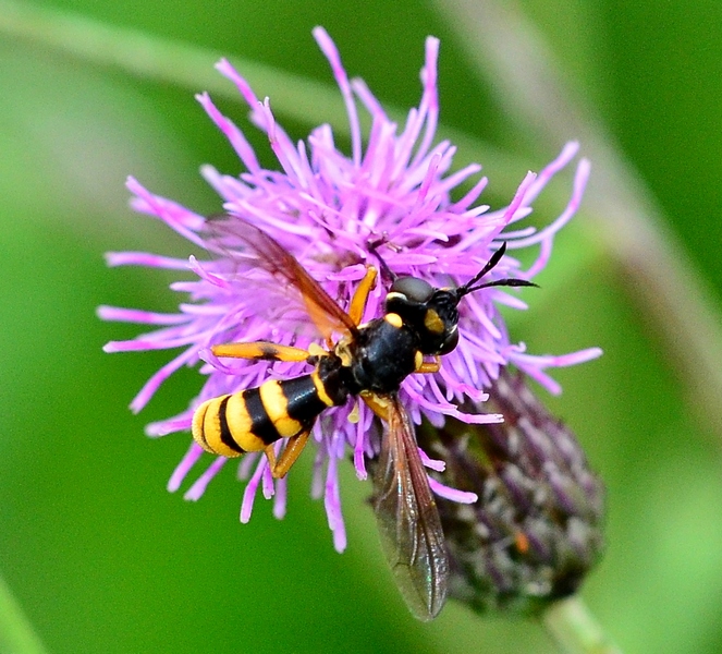 Conopidae: Conops ceriaeformis